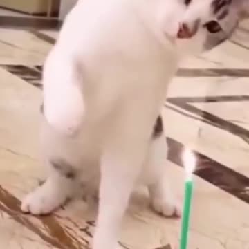 FUNNY COMPILATION VIDEOS 1| FUNNY ANIMAL COMPILATION | #SHORTS