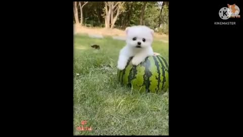 Dog funny videos 😂😂😂