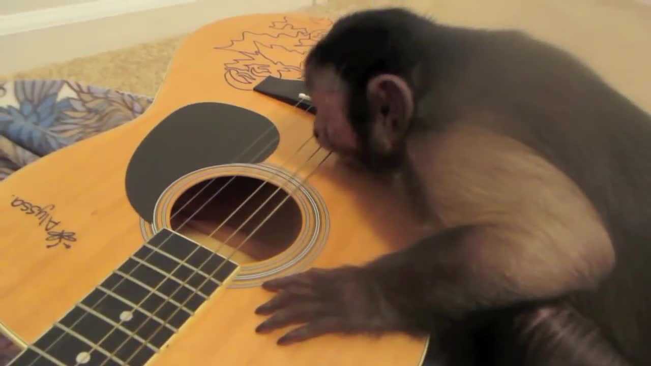 monke jamming