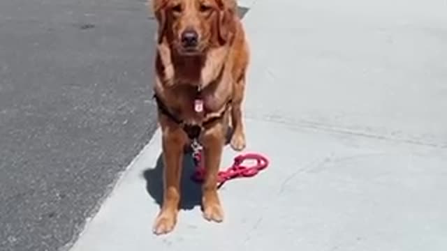 Dog walks it self