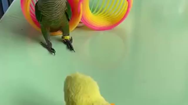 Cut Baby Smart Parrot Video