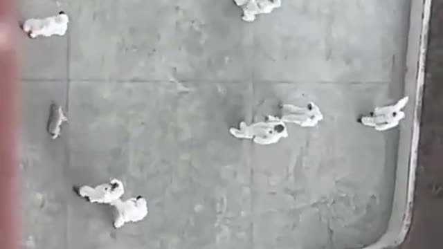 GRAPHIC: Chinese Anti-Epidemic Personnel Brutally Kill Stray Dog