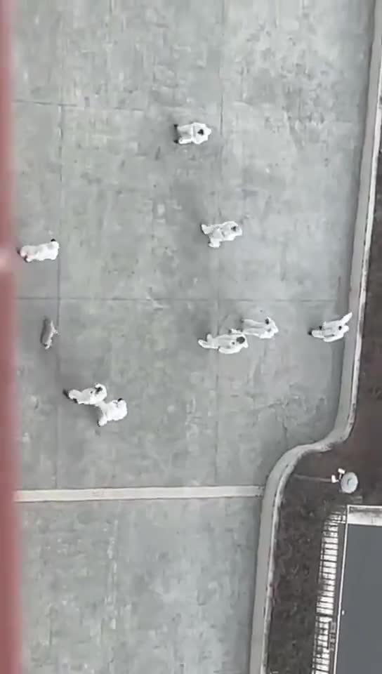 GRAPHIC: Chinese Anti-Epidemic Personnel Brutally Kill Stray Dog