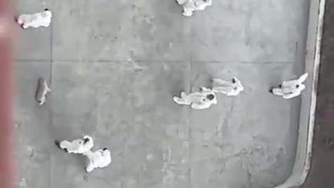 GRAPHIC: Chinese Anti-Epidemic Personnel Brutally Kill Stray Dog