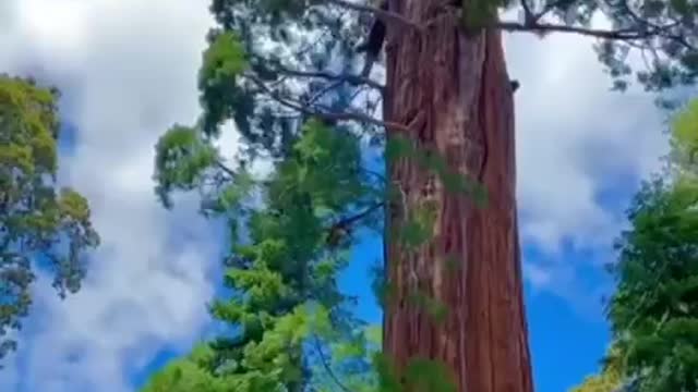🌳🌲🌴