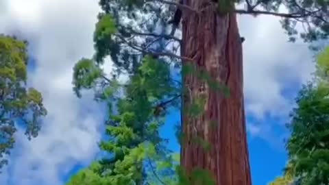 🌳🌲🌴
