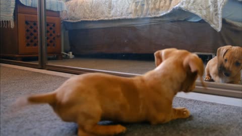 Cute Dog# Cute Puppy# Funny Dog# Dog Playing# Dancing Puppy#Happy Puppy#Funny Animals#Funny Animals 2022.