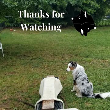 Ruff Cut PodCast: Raised Platform and Balance Beam part 3 cut 4