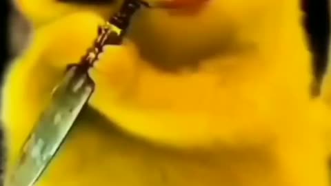 Pokemon new videos