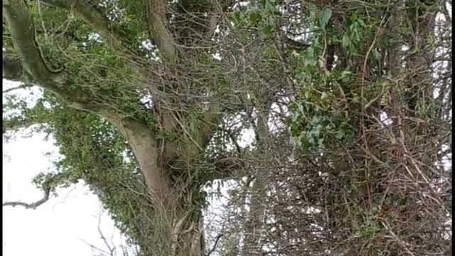 Trees