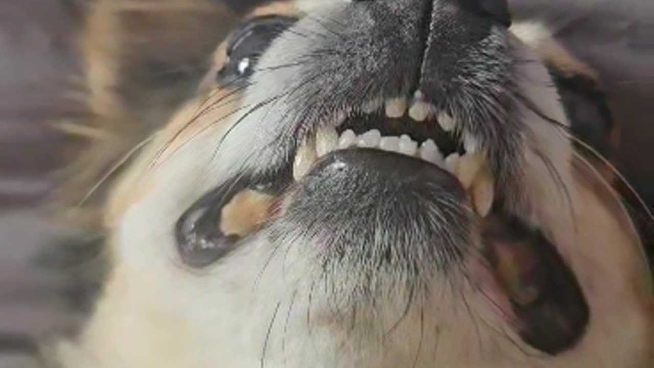 Chihuahua Claps His Paws