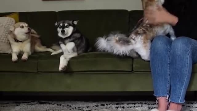 DRAMATIC Mini Husky Has MELTDOWN When Toy Dog Gets More Attention