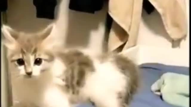 Cute Cats Jumping Video 😂