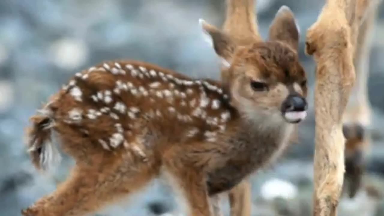 Cute Baby Deer and Most Funny Videos (Copyright Free) Full HD