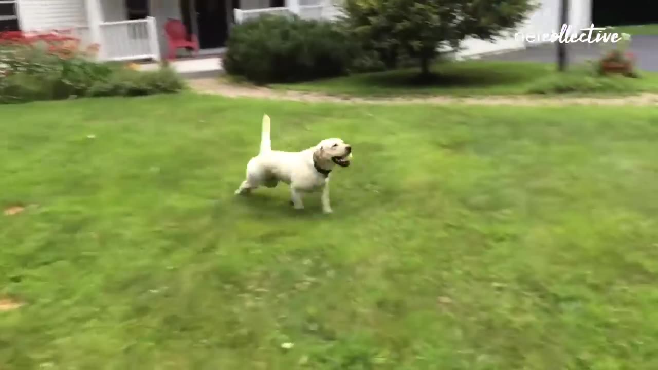 Funny videos of dogs