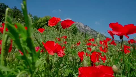 Beautiful flowers