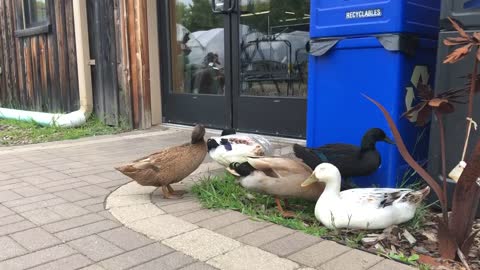 Ducks We Ran into at the Store