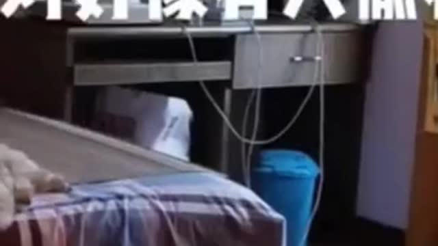 Funny dog compilation 2021 very funny videos