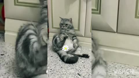 Funny cat