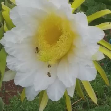beautiful dragon fruit flower