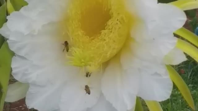 beautiful dragon fruit flower