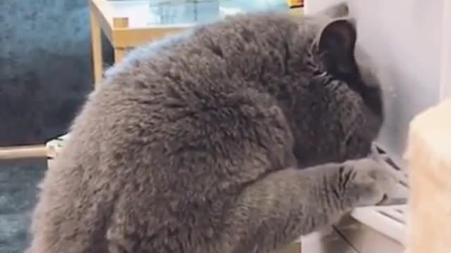 Hilarious Cat Memes - 30 -😹-Cat comedy and exhibition_Viral