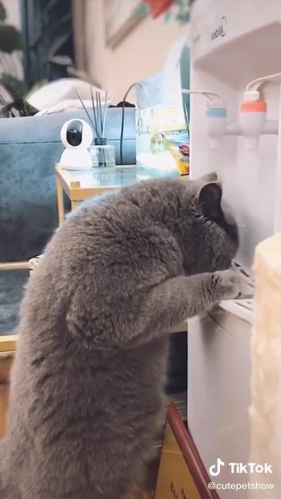 Hilarious Cat Memes - 30 -😹-Cat comedy and exhibition_Viral