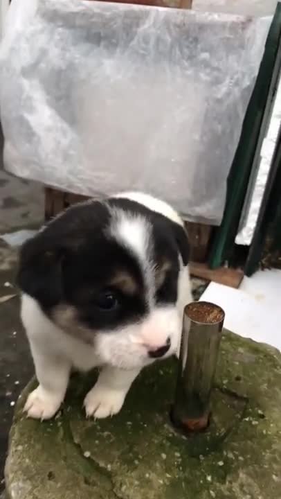 Cute kittens Baby Cats Cute and Funny Cat Videos Compilation