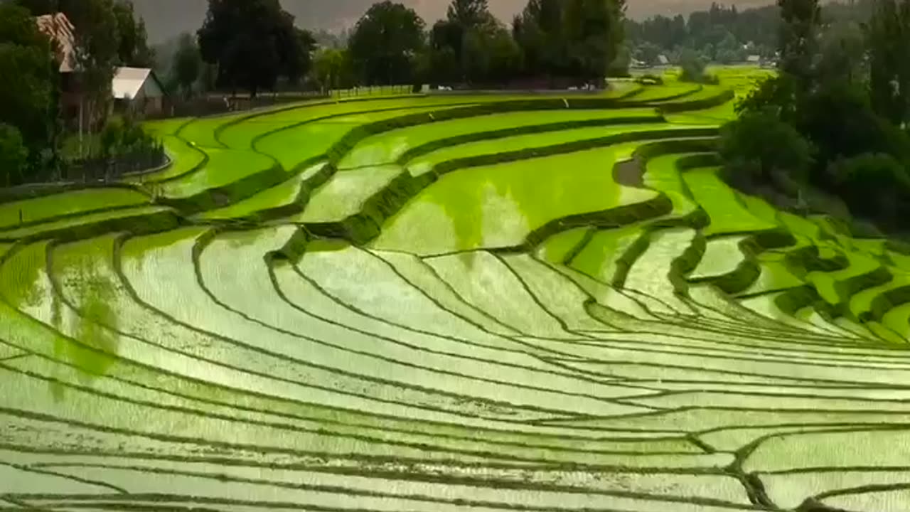 RICE PLANTATIONS~INDIA 🇮🇳