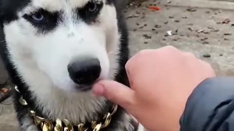 Genius dog, funny life, make you happy all day