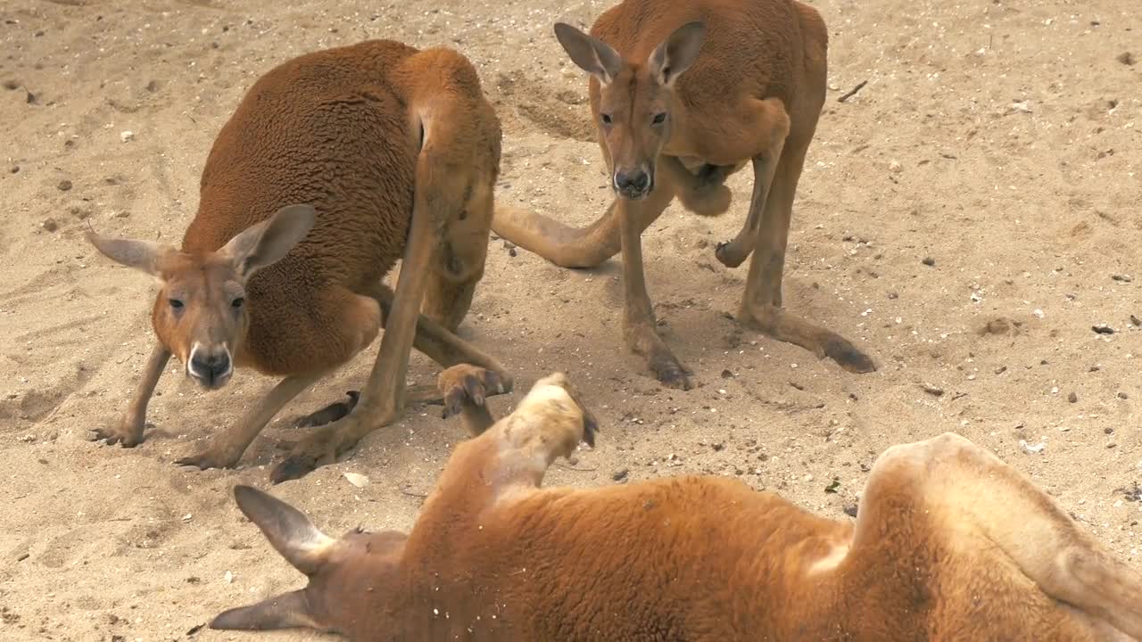 Close-up of adult red kangaroos scratching itself and lying on the sand and resting at the zoo