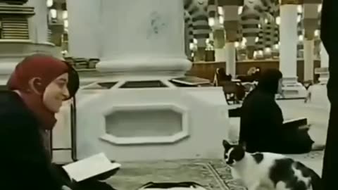 Cute funny cat in Madina masjid Nabwi