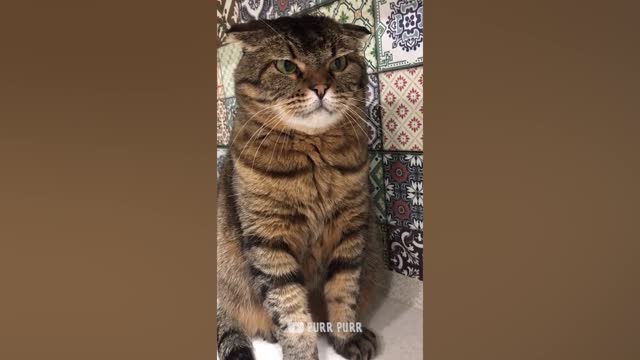 Cats affraid of the cucumber - Funny Pet Reaction