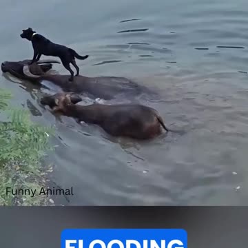 Funniest pets😁😁