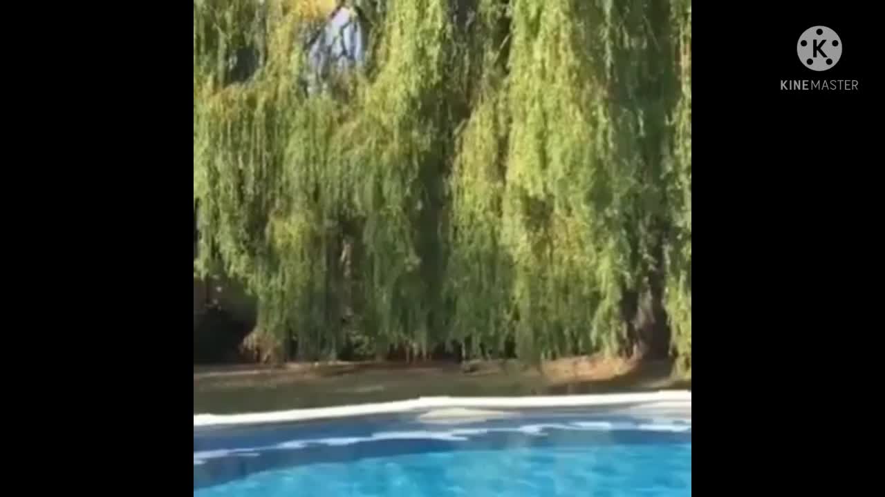 Cute dog