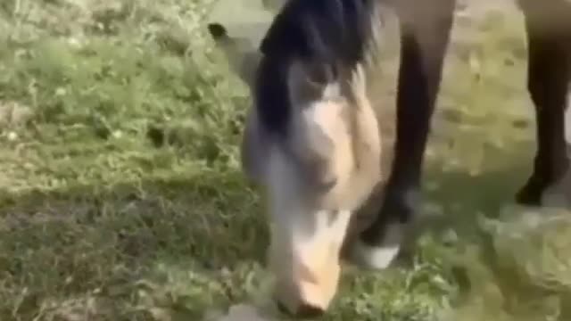 Horse & Dog Funny Video