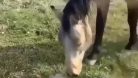 Horse & Dog Funny Video