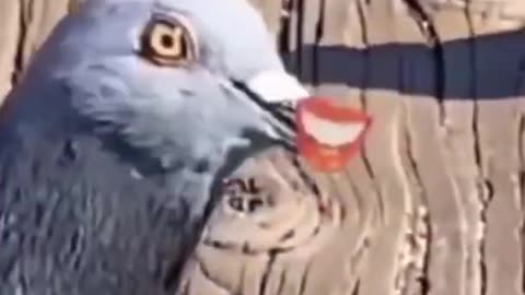 Funny Bird with lips