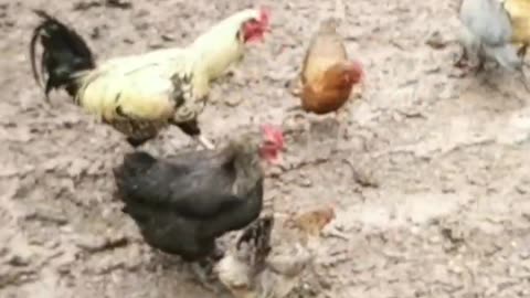 funny chickens