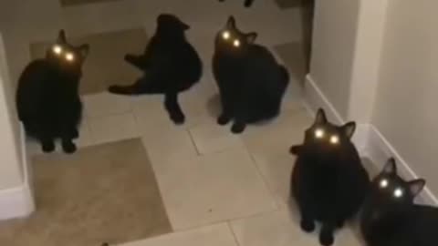 Black 🐈‍⬛ cats & nice eyes 👀