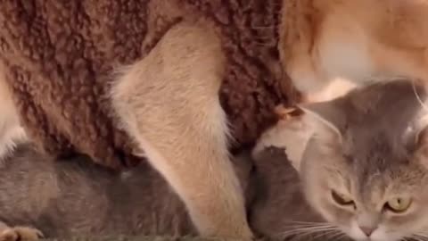 Some kittens pretend to be adults to fall in love with us