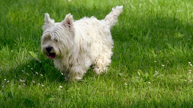 White Dog Walking on The Grass