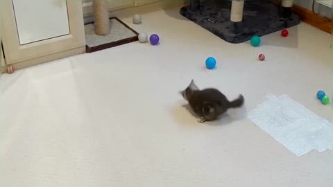 Tiny Kitten Adorably Plays With Toys