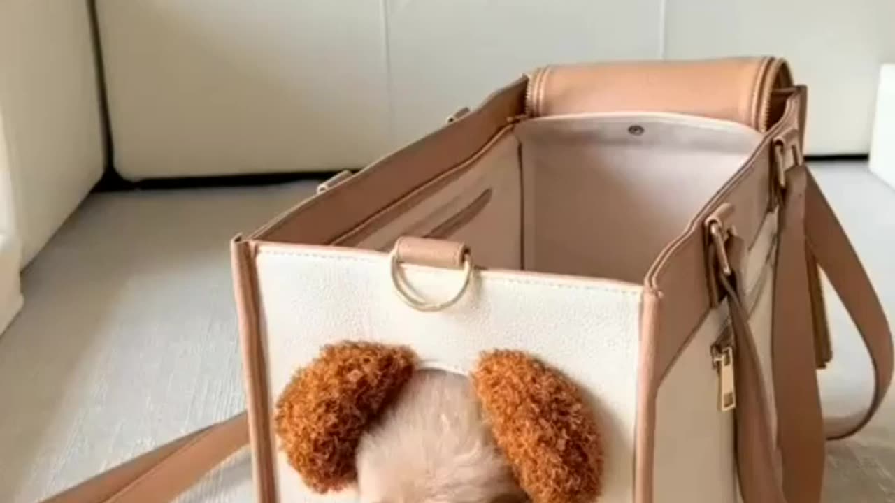 Adorable Pets on Camera!