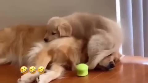 Funny dog video