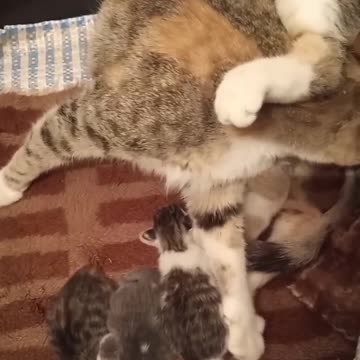 funny cats 🐱🐈🐱🐈🐱