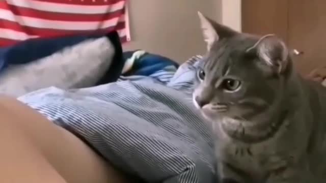 Funny cats | Cat shocking reaction caught on camera