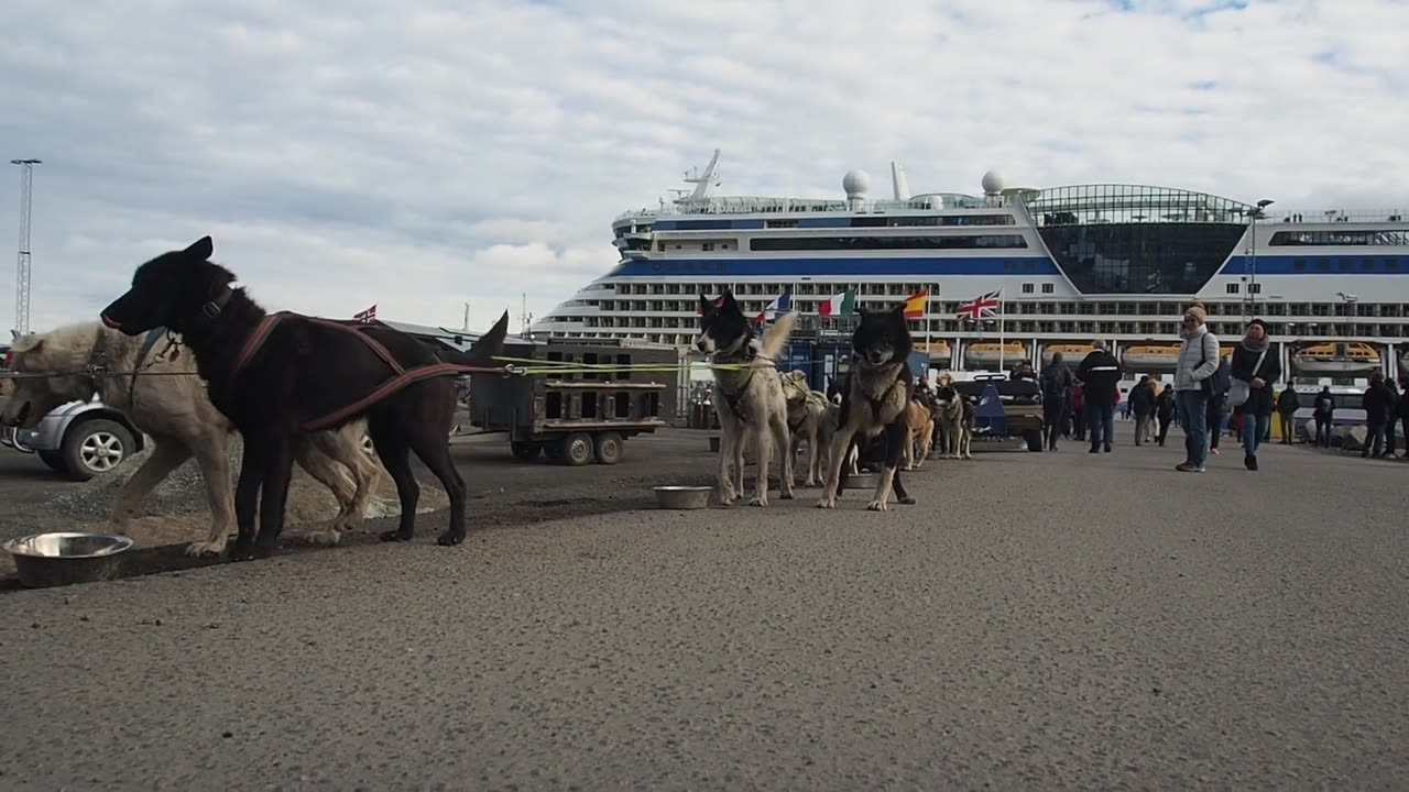 Sea Adventures: Dog Embarks on a Ship Journey