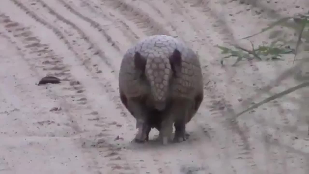 Pangolins