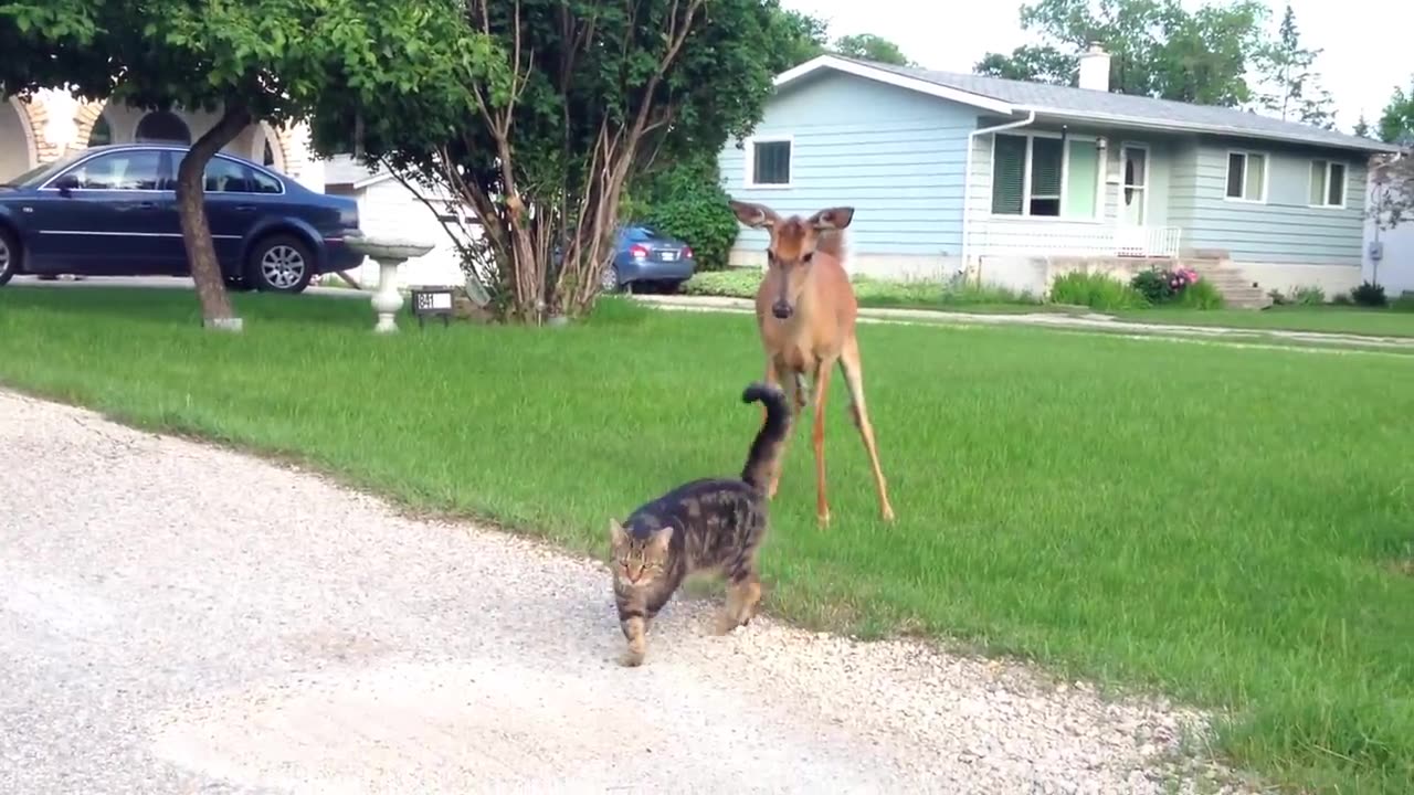 cat and deer